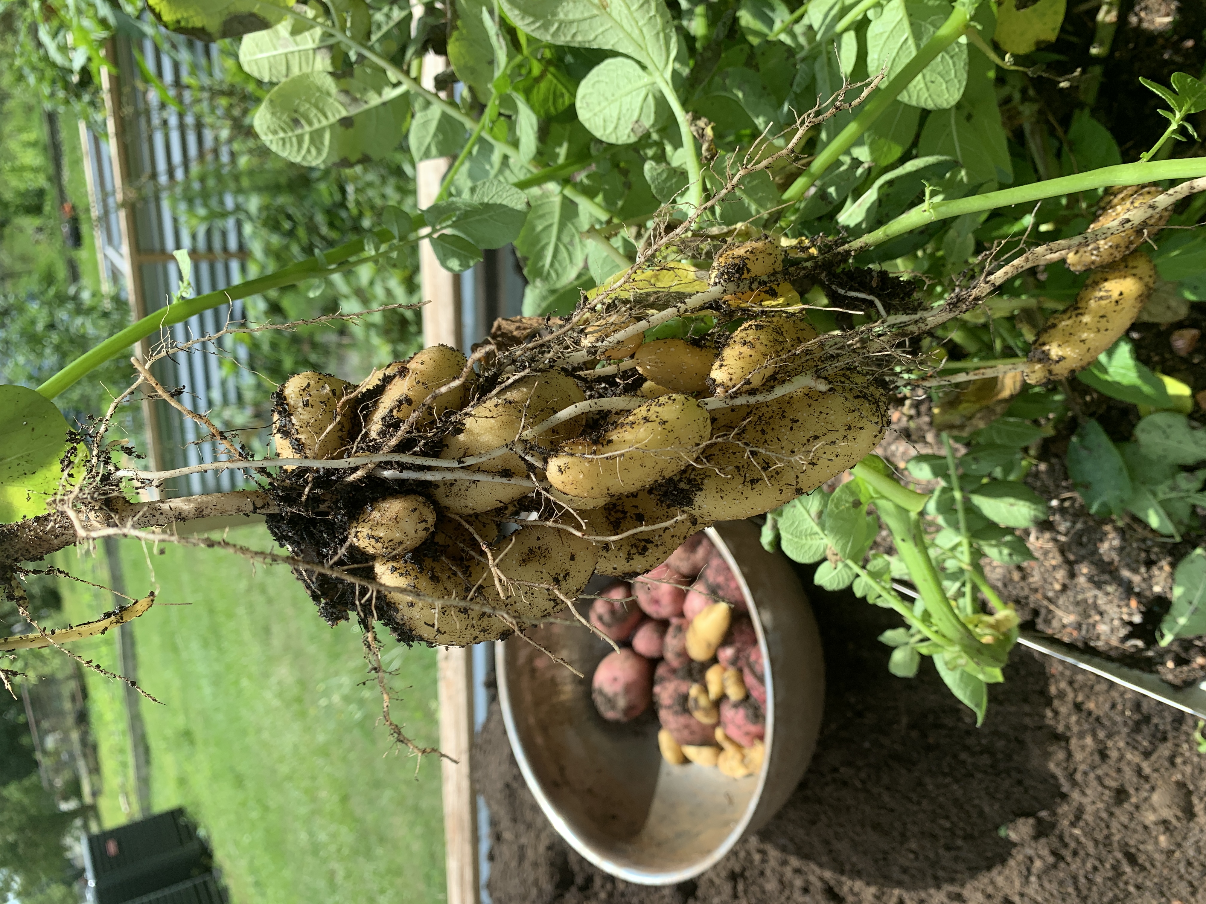 Garden Update